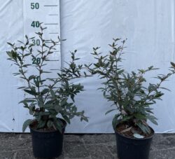 Berberis Julianae Potted Hedging 30-50cm 144-0in