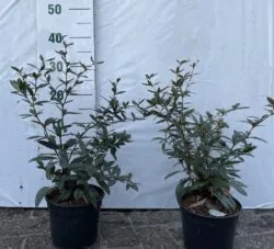Berberis Julianae Potted Hedging 30-50cm 144-0in