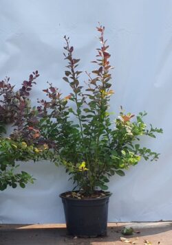 Berberis Purple Potted Hedging 30-50cm 144-0in