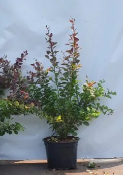 Berberis Purple Potted Hedging 30-50cm 144-0in
