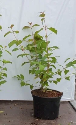 Dogwood Midwinter Fire Potted Hedging 60-90cm 24-36in