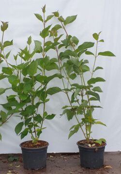 Dogwood Yellow Stem Potted Hedging 60-90cm 24-36in