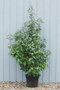 Elaeagnus Ebbingei Potted Hedging 100-120cm 42-48in