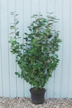 Elaeagnus Ebbingei Potted Hedging 120-150cm 48-60in