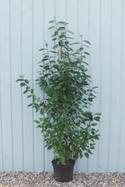 Elaeagnus Ebbingei Potted Hedging 140-160cm 54-66in