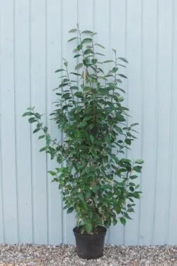 Elaeagnus Ebbingei Potted Hedging 140-160cm 54-66in