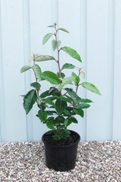 Elaeagnus Ebbingei Potted Hedging 30-50cm 144-0in