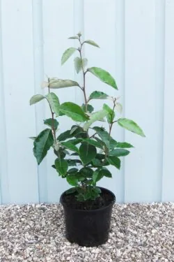 Elaeagnus Ebbingei Potted Hedging 30-50cm 144-0in
