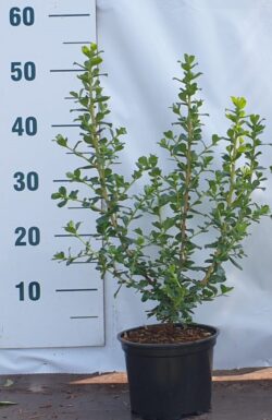 Escallonia Apple Blossom Potted Hedging 40-60cm 192-0in