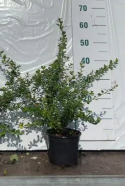 Escallonia Donard Seedling Potted Hedging 40-60cm 192-0in