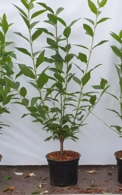 Forsythia Spectabilis Potted Hedging 60-90cm 24-36in