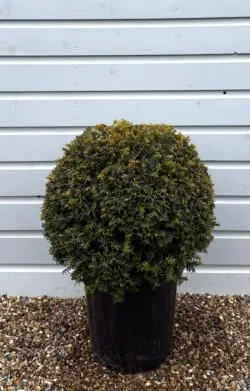 Golden Yew Ball Shape Potted Topiary 45-50cm 216-0in