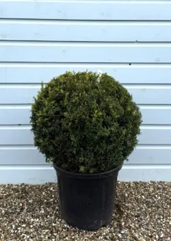 Golden Yew Ball Shape Potted Topiary  600-0in