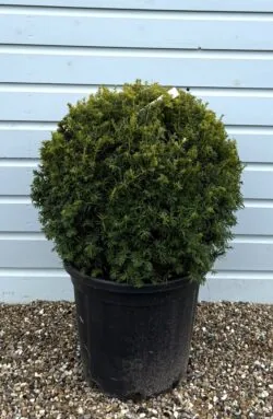 Golden Yew Ball Shape Potted Topiary  660-0in