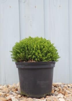 Hebe Emerald Gem Potted Shrubs 8643