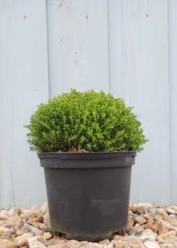 Hebe Emerald Gem Potted Shrubs 8643