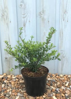 Holly Japanese Convexa Potted Hedging 20-30cm 96-0in