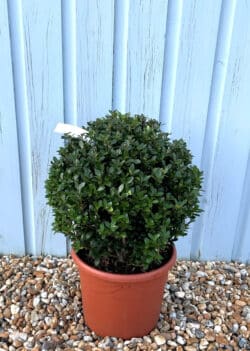 Japanese Holly Ilex Crenata Ball Shape Potted Topiary 30-35cm 144-0in