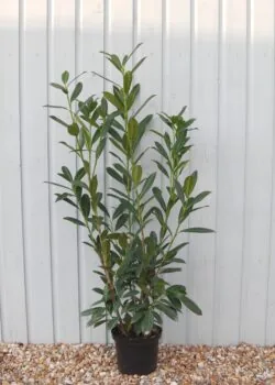Laurel Caucasica Potted Hedging 100-125cm 42-48in