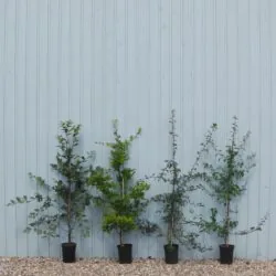 Native Hedge Mixes Pot Grown Mixed Hedging Potted Mixed Native 125-150cm 48-60in