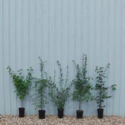 Native Hedge Mixes Pot Grown Mixed Hedging Potted Mixed Native 80-120cm 384-0in