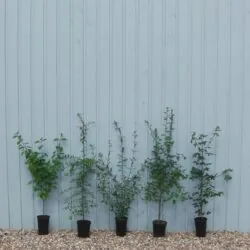 Native Hedge Mixes Pot Grown Mixed Hedging Potted Mixed Native 80-120cm 384-0in