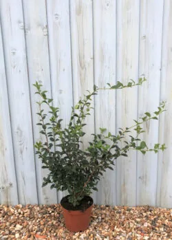 Osmanthus Burkwoodii Potted Hedging 60-80cm 24-36in