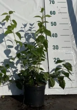 Philadelphus Virginal Potted Shrubs 40-60cm 192-0in