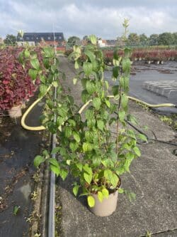 Philadelphus Virginal Potted Shrubs 80-120cm 384-0in