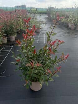 Photinia Carre Rouge Potted Hedging 60-100cm 24-42in