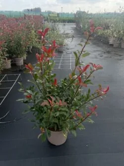 Photinia Carre Rouge Potted Hedging 60-100cm 24-42in
