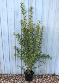 Privet Golden Potted Hedging 100-120cm 42-48in