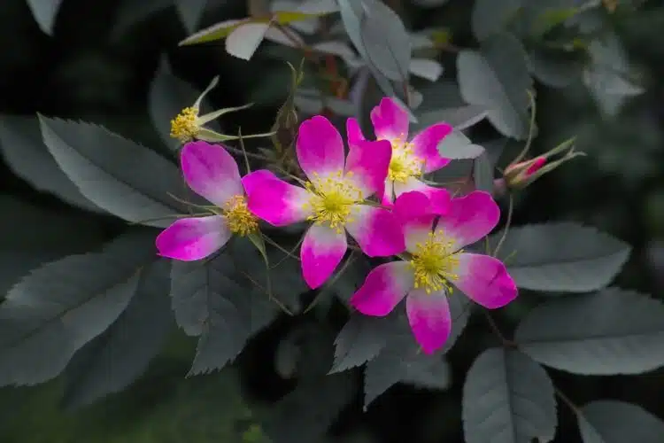 ROSA GLAUCA FLOWER DETAIL