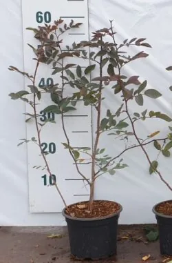 Rose Glauca Potted Hedging 40-60cm 192-0in
