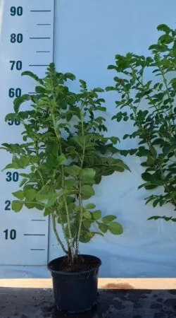 Rose Rugosa Red Potted Hedging 60-90cm 24-36in