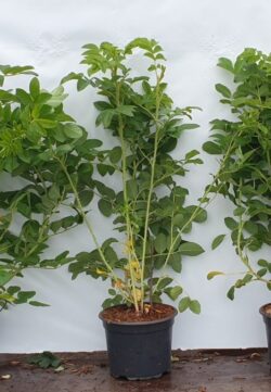 Rose Rugosa White Potted Hedging 40-60cm 18-24in