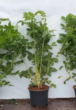 Rose Rugosa White Potted Hedging 40-60cm 18-24in