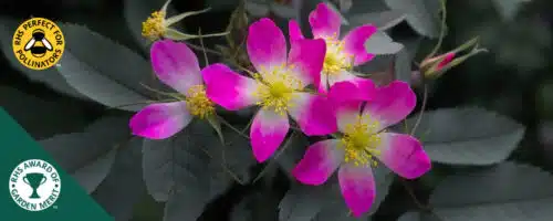 BUY ROSA GLAUCA HEDGING PLANTS AND SHRUBS ONLINE FROM HOPES GROVE NURSERIES