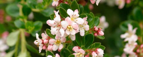 BUY ESCALLONIA DONARD SEEDLING SHRUBS AND HEDGING PLANTS ONLINE FROM HOPES GROVE NURSERIES