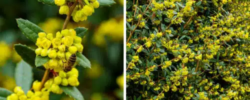 BUY BERBERIS JULIANAE HEDGING PLANTS AND SHRUBS ONLINE FROM HOPES GROVE NURSERIES
