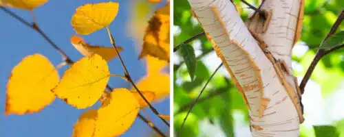 BUY PAPER BIRCH TREES ONLINE FROM HOPES GROVE NURSERIES BETULA PAPYRIFERA