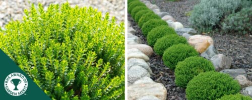 BUY HEBE EMERALD GEM SHRUBS ONLINE FROM HOPES GROVE NURSERIES