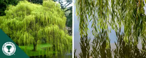 BUY WEEPING WILLOW SALIX SEPULCRALIS CHRYSOCOMA TREES ONLINE FROM HOPES GROVE NURSERIES