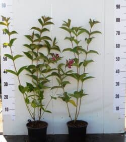 Weigela Bristol Ruby Potted Shrubs 30-50cm 144-0in