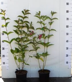 Weigela Bristol Ruby Potted Shrubs 30-50cm 144-0in