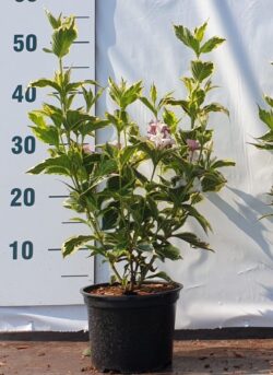 Weigela Florida Variegata Potted Shrubs 30-50cm 144-0in