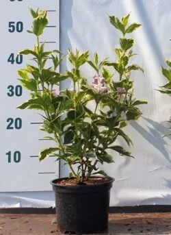 Weigela Florida Variegata Potted Shrubs 30-50cm 144-0in