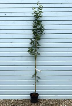 Acacia Dealbata Gaulois Astier Potted Garden Trees  2400-0in