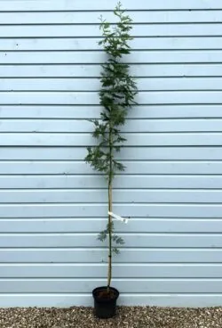 Acacia Dealbata Gaulois Astier Potted Garden Trees  2400-0in