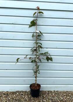 Acer Conspicuum Red Flamingo Potted Garden Trees 100-150cm 42-60in